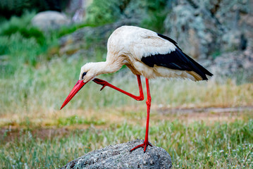 Elegant white stork