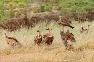 Fototapeta na wymiar Wild vultures in the nature