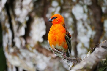 red bird on a branch