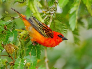 Red Fody bird perching on natural habitat