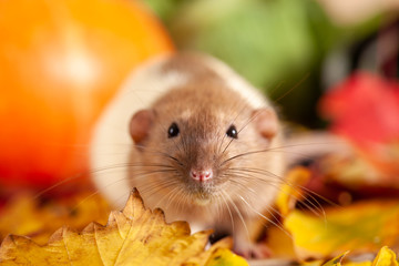Rat sitting on colorful autumn leaves