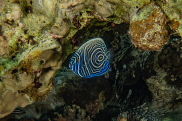 Sea slug in the Red Sea Colorful and beautiful, Eilat Israel