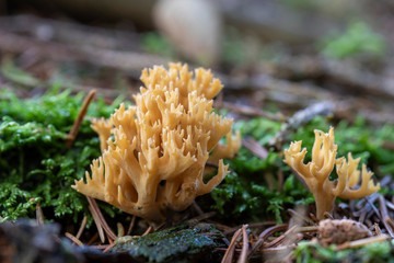 Goldgelbe Koralle Ziegenbart Pilz im Wald