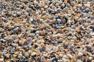 sea shells on the beach, beach, stone, sea, pebble, sand, texture, nature, stones, pebbles, abstract, pattern, shell, backgrounds, rock, textured, shells, close-up, gravel, wet, rocks, water, coast, o