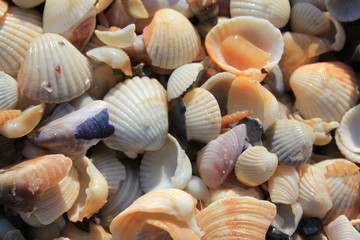 seashells on sand, shell, sea, beach, nature, seashell, summer, sand, shells, ocean, white,...