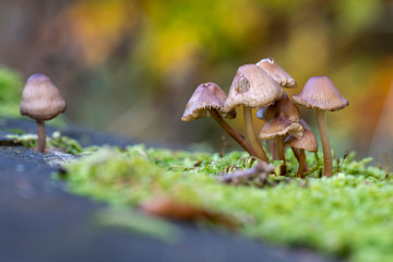 Pilzgruppe auf Baumstamm im Wald