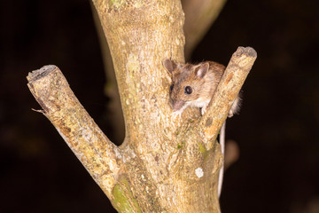 Maus sitzt in Astgabel