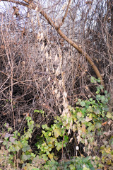 tree in forest in fall