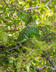 Green Iguana resting in a tree with green foliage background