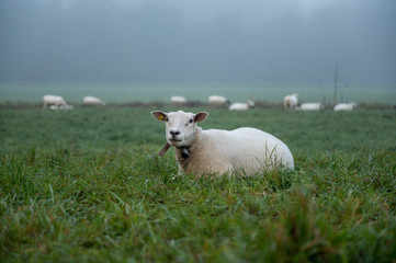Obraz premium portrait of a sheep in mist
