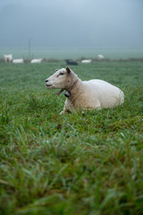 Obraz premium portrait of a sheep in mist