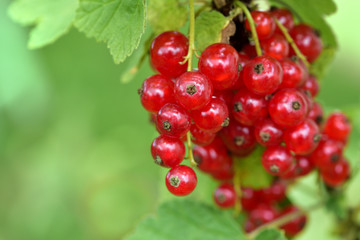 Closeup of red fresh currants hanging on a bush against green background with space