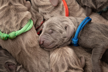 Weimaraner Welpen Tag 1