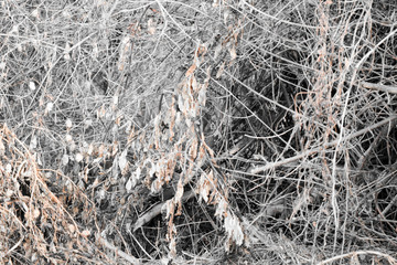 branches of tree in the forest in autumn