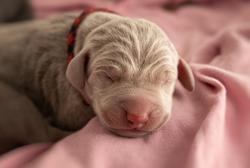 Weimaraner Welpe Tag 1