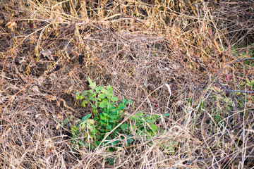 grass in soil 