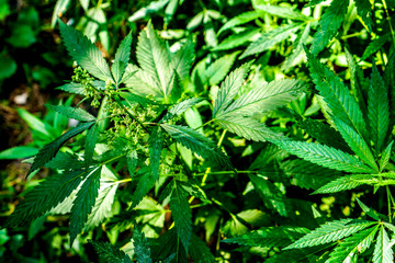 Cannabis grows wild in the summer as background