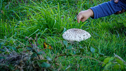 mushroom in grass