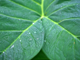 Mording water dew drop on the green leaf in the rice farm of Chiangmai, Thailand