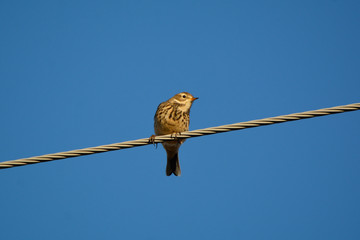 American Pipit bird
