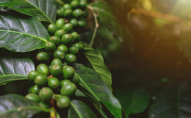 Close Up of coffee beans and coffee trees in the coffee garden.
