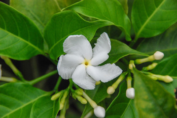 Obraz na płótnie Canvas Closeup view of the night-flowering jasmine, small white flower 
