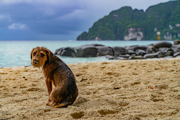 Fototapeta premium Thailand