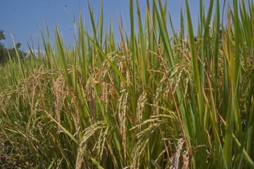 Obraz premium Rice fields in Thailand.