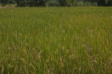 Rice fields in Thailand.