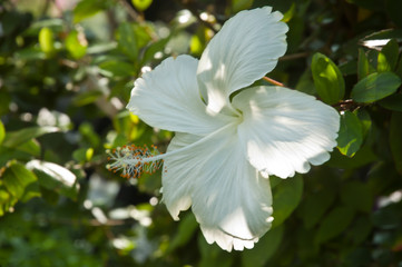 White hibiscus flower