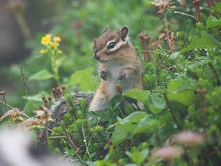 Chipmunk