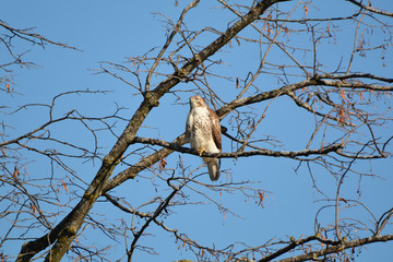 Red Tailed Hawk