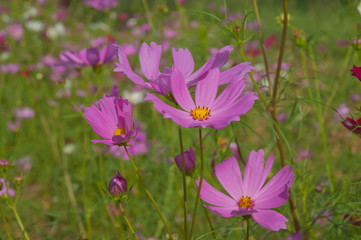 Fototapeta premium Kwiaty kosmosu