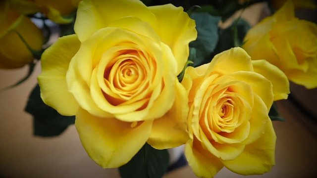 Beautiful yellow roses in full bloom
