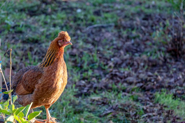 Alive brown chicken with green background, hen live in free range poultry farm