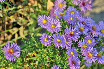 Purple flowers in the sun glow