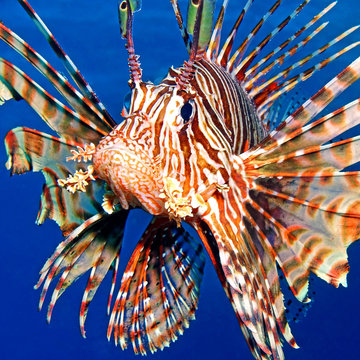 Feuerfisch