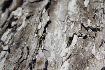 bark of a tree, bark, tree, texture, wood, nature, brown, pattern, old, rough, forest, pine, trunk, surface, textured, abstract, natural, wall, closeup, plant, wooden, detail, oak, backgrounds, materi