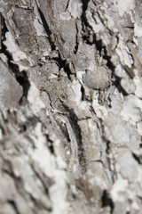 bark of a tree, bark, tree, texture, wood, nature, brown, pattern, old, rough, forest, pine, trunk, surface, textured, abstract, natural, wall, closeup, plant, wooden, detail, oak, backgrounds, materi