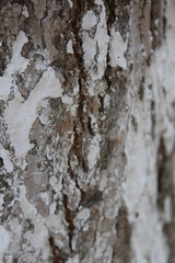 Fototapeta premium bark of a tree, bark, tree, texture, wood, nature, brown, pattern, old, rough, forest, pine, trunk, surface, textured, abstract, natural, wall, closeup, plant, wooden, detail, oak, backgrounds, materi