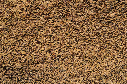 rice husk, which is being dried on the edge of rice fields