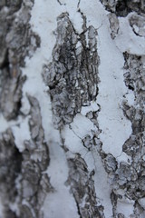 bark of a tree, bark, tree, texture, wood, nature, brown, pattern, old, rough, forest, pine, trunk, surface, textured, abstract, natural, wall, closeup, plant, wooden, detail, oak, backgrounds, materi