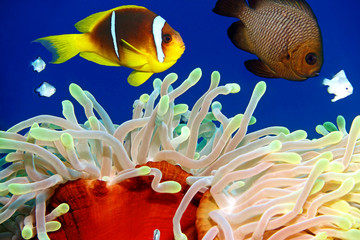 Anemone und Nemo