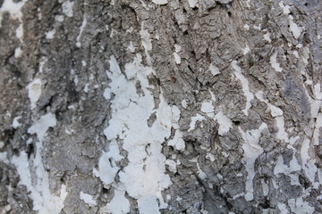 bark of a tree, bark, tree, texture, wood, nature, brown, pattern, old, rough, forest, pine, trunk, surface, textured, abstract, natural, wall, closeup, plant, wooden, detail, oak, backgrounds, materi
