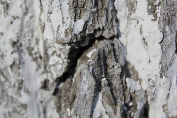 bark of a tree, bark, tree, texture, wood, nature, brown, pattern, old, rough, forest, pine, trunk, surface, textured, abstract, natural, wall, closeup, plant, wooden, detail, oak, backgrounds, materi