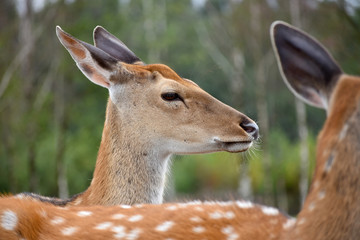 Obraz premium portrait of a deer