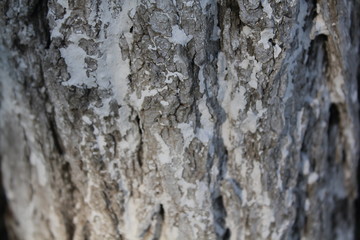 bark of a tree, bark, tree, texture, wood, nature, brown, pattern, old, rough, forest, pine, trunk, surface, textured, abstract, natural, wall, closeup, plant, wooden, detail, oak, backgrounds, materi