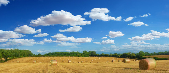 Cornfield in England during harvesting season