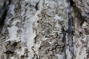 bark of a tree, bark, tree, texture, wood, nature, brown, pattern, old, rough, forest, pine, trunk, surface, textured, abstract, natural, wall, closeup, plant, wooden, detail, oak, backgrounds, materi