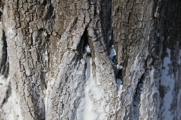 bark of a tree, bark, tree, texture, wood, nature, brown, pattern, old, rough, forest, pine, trunk, surface, textured, abstract, natural, wall, closeup, plant, wooden, detail, oak, backgrounds, materi